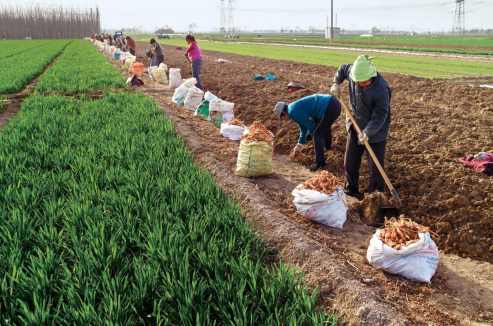 1773216025886962.png 播种.png